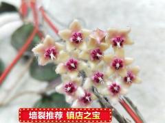 Hoya caudata ssp. sumatra