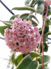 Hoya compacta albomarginata regalis