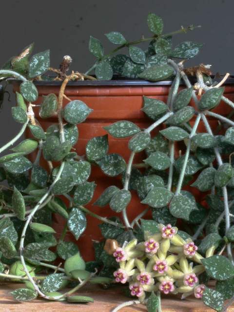 Hoya curtisii