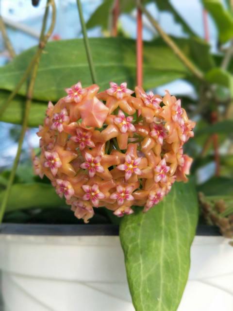 Hoya fitchii