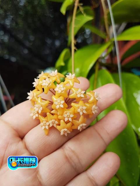 Hoya ilagiorum ssp. yellow