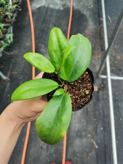 Hoya ilagiorum ssp. yellow