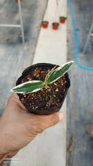 seeding with 2 leaves