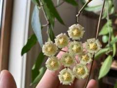 Hoya mirabilisHoya somadeeae small leaf splash