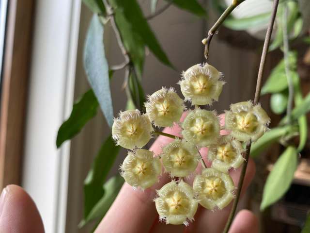 Hoya mirabilisHoya somadeeae small leaf splash