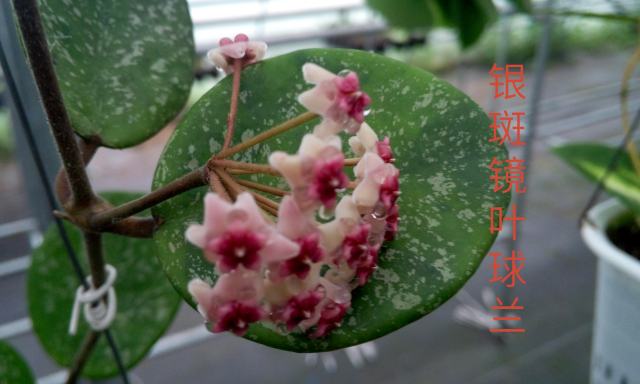 Hoya obovata spash