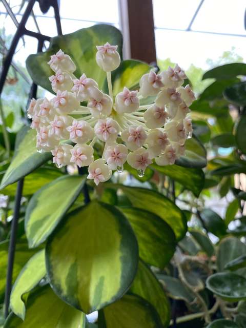 Hoya pachyclada variegata round leaf