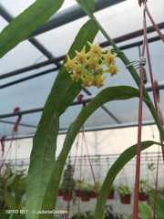 扁径（Hoya platycaulis）