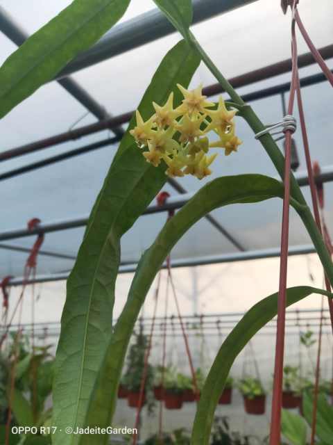 扁径（Hoya platycaulis）