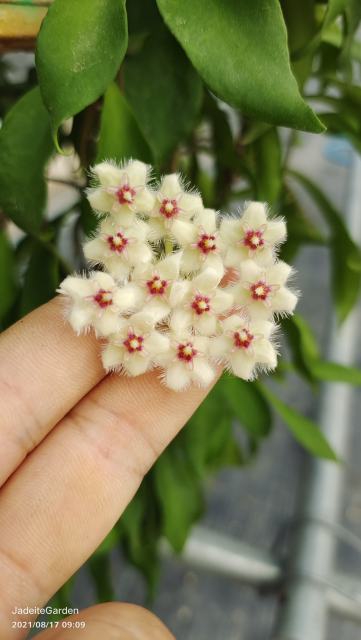 Hoya soidaoensis