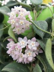 Hoya sp. EPC-215 (Hoya sp. aff. thomsonii)