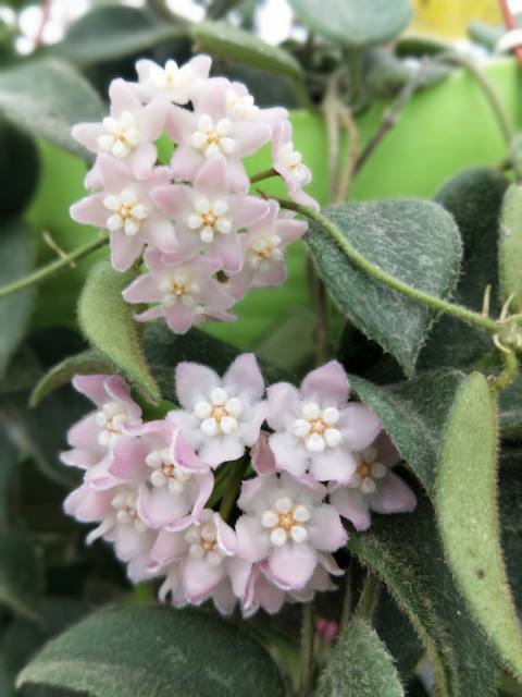 Hoya sp. EPC-215 (Hoya sp. aff. thomsonii)