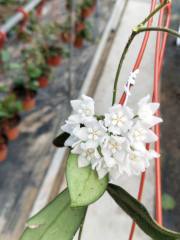 Hoya thomsonii
