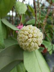 Hoya vitellinoides