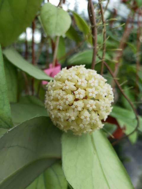 Hoya vitellinoides