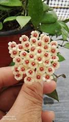 Hoya walliniana