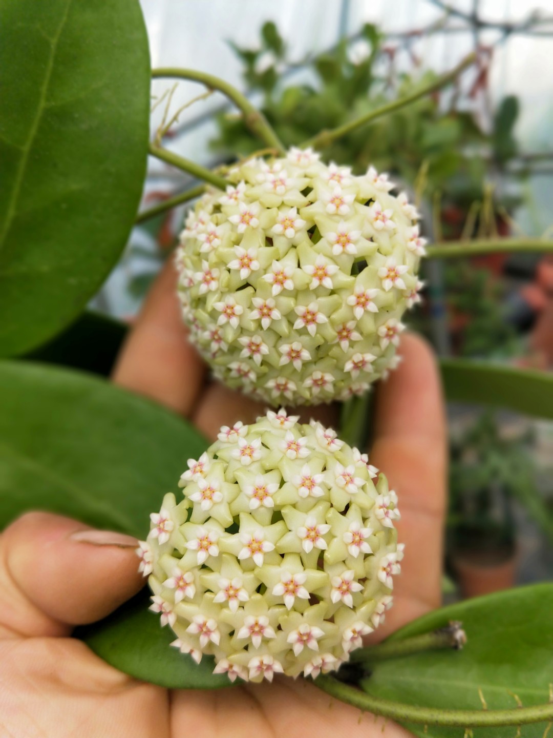 hoya verticillata var.