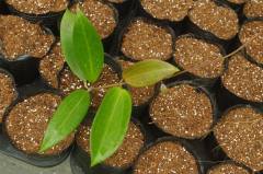 hoya wibergiae