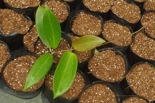 hoya wibergiae