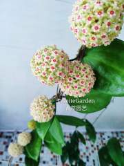 hoya wibergiae