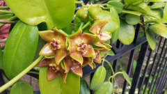 Hoya ariadna