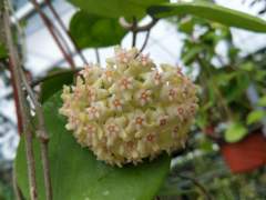 Hoya balaensis
