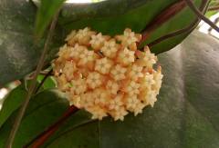 Hoya chinken farm