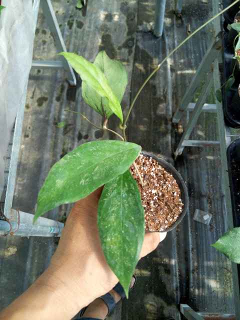 Hoya chinken farm