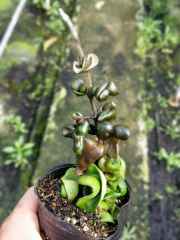 深绿卷叶球兰（Hoya compacta ssp. deep green）