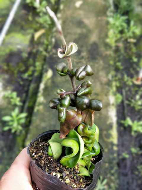 深绿卷叶球兰（Hoya compacta ssp. deep green）