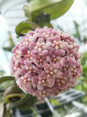 深绿卷叶球兰（Hoya compacta ssp. deep green）