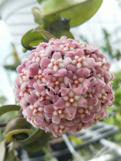 深绿卷叶球兰（Hoya compacta ssp. deep green）