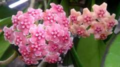 Hoya diversifolia albomarginata