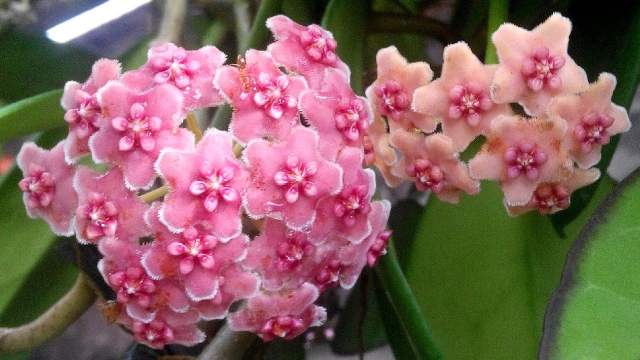 Hoya diversifolia albomarginata