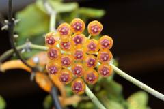 Hoya endauensis