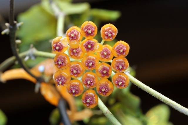 Hoya endauensis