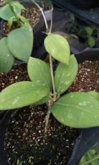 Hoya erythrinaemma NEW RED