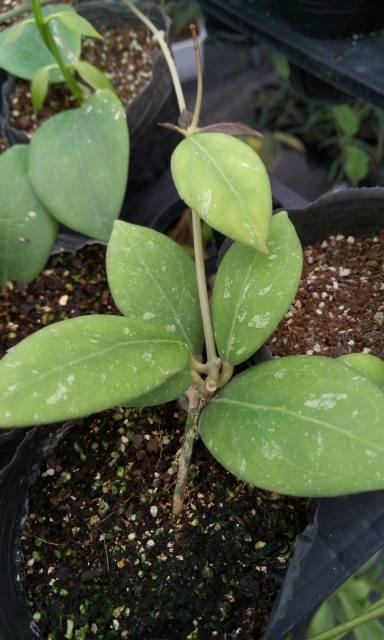 Hoya erythrinaemma NEW RED