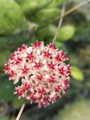 Hoya erythrinaemma NEW RED