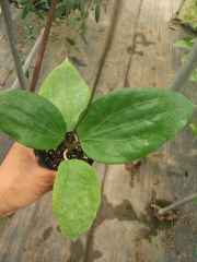 Hoya glabra