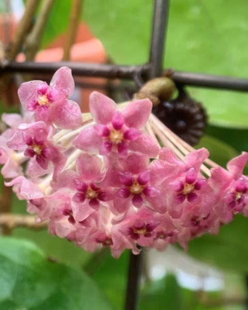 Hoya glabra