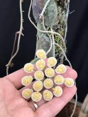 Hoya imbricate