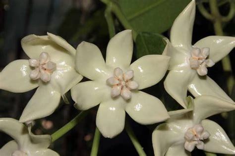 Hoya imperialis ssp. white