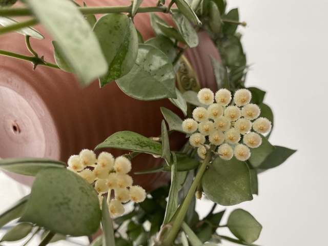 Hoya khoniana super eskimo