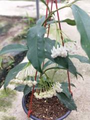 Hoya lockii