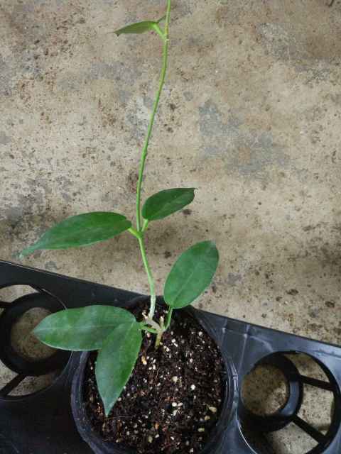 Hoya macgillivrayi