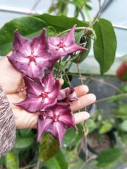 Hoya macgillivrayi