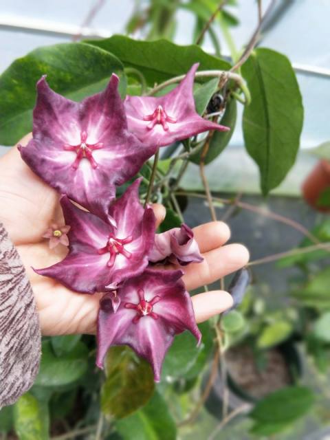 Hoya macgillivrayi