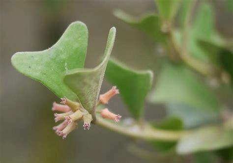 Hoya manipurensisHoya lantsangensis