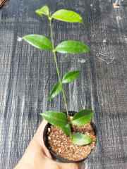 Hoya odorata